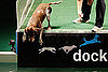 Sport Two: Diving Dogs