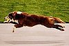 Sport Three: Flyball