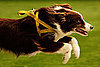 Run, Run, Run