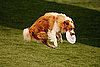 Sport One: Canine Disc