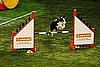 Sport Four: Agility