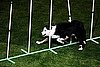Through the Poles