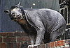 It's a Spectacle(d) Bear