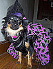 Biscuit's a Witch For Couture