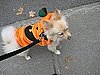 Enzo's Pumpkin Stroll