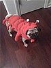 All Puggy Eyes Up Top