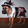 Pirate Pooch