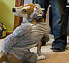 Squirreling Impostor 