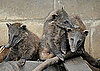 Females Rule the Roost