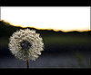 Proud Dandelion