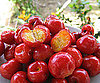 5 Superfoods About to Make It Big