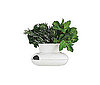 Herb Pot