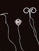 IUDs