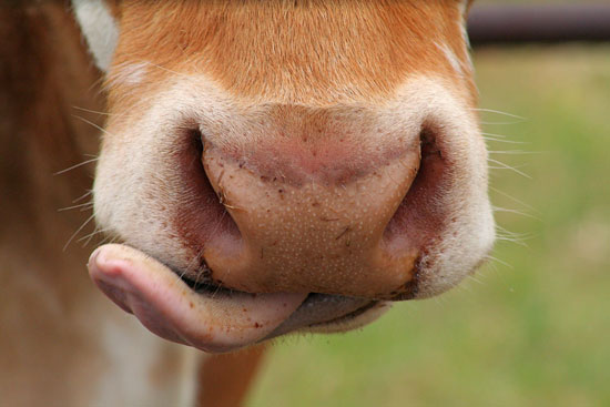 Guess What Animal?