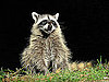 Rabies