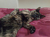 Cat Scratch Disease