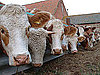 Mad Cow Disease