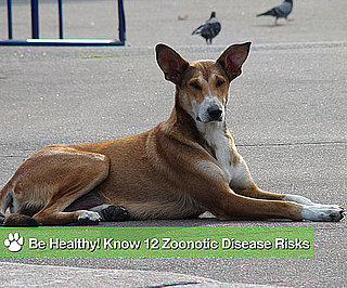 12 Diseases Humans Can Catch From Animals