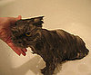 Slicky Kitty