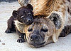 Are You My Pillow?