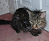 Spiky Mohawk