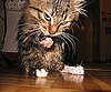 Licking Paw