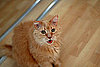 Meowwww