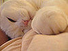 Kneading Paws Need Us