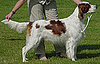 Meet the Breed: Irish Red and White Setter