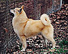 Meet the Breed: Norwegian Buhund 