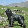 Herding Pup