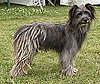 Meet the Breed: Pyrenean Shepherd