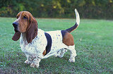 Basset Hound