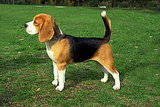 Beagle