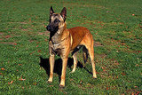 Belgian Malinois
