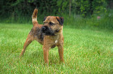 Border Terrier