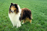 Collie