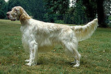 English Setter