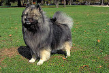 Keeshond