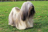Lhasa Apso