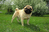 Pug