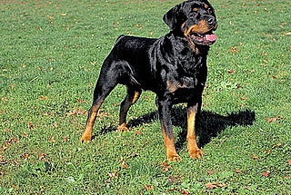Rottweiler