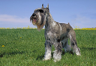 Standard Schnauzer