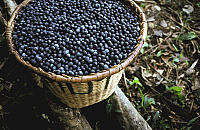 picture of basket of acai berries sitting on branches of tree