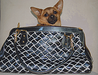 picture of Lust 4 Luxe oversized doctor's bag with a brown Chihuahua's head sticking out of the handbag