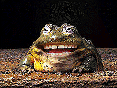 picture of a frog laughing