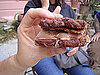 Carmelized Bacon Ice Cream Sandwich