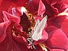 Red Love