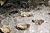 Oysters on the Half Shell