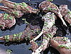 Lamb Chops With Mint Pesto